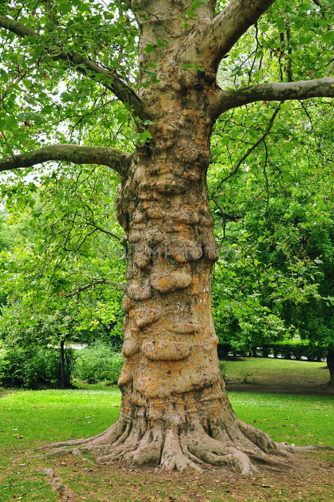 old  tree by Nikola30