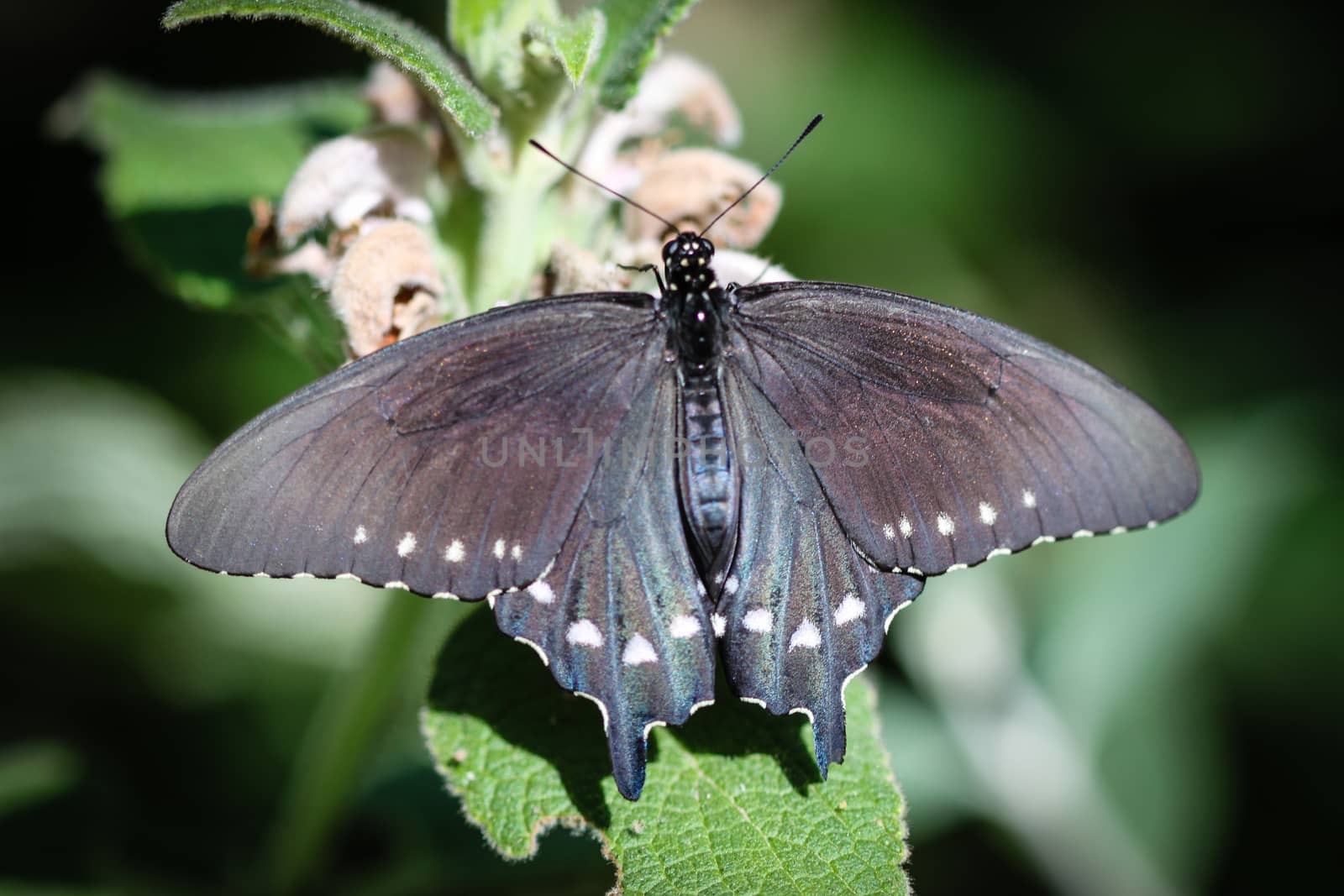 Spicebush Swallowtail Papilio Troilus by hlehnerer