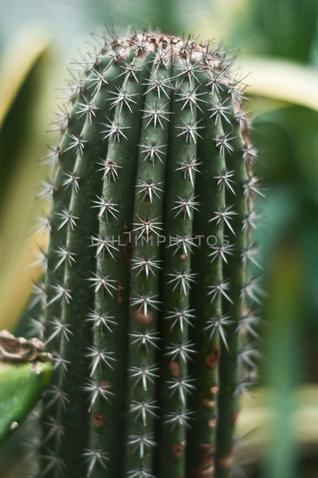 cactus closeup in tropical garden