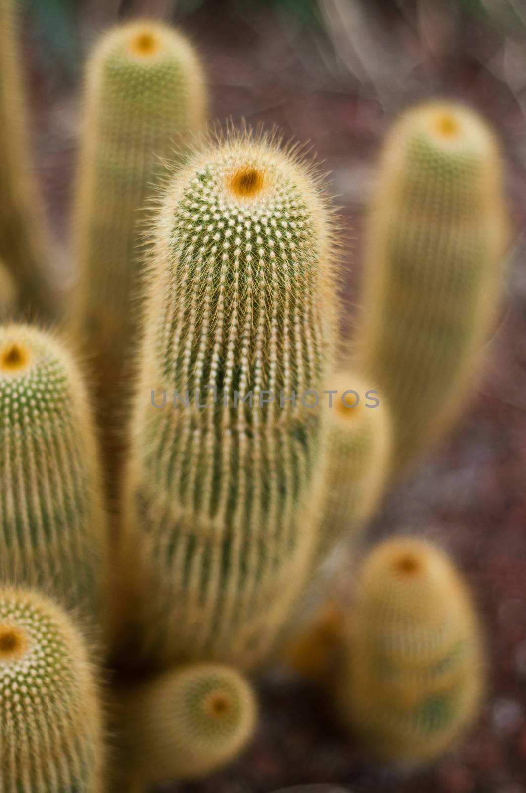 cactus closeup in tropical garden by NeydtStock