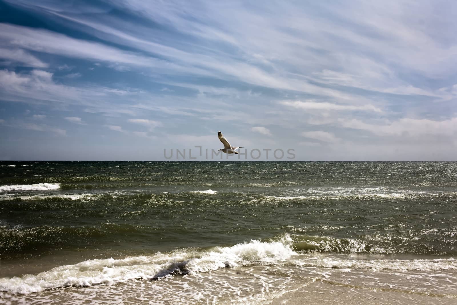 Seagull flying over the stormy sea on a sunny day in summer