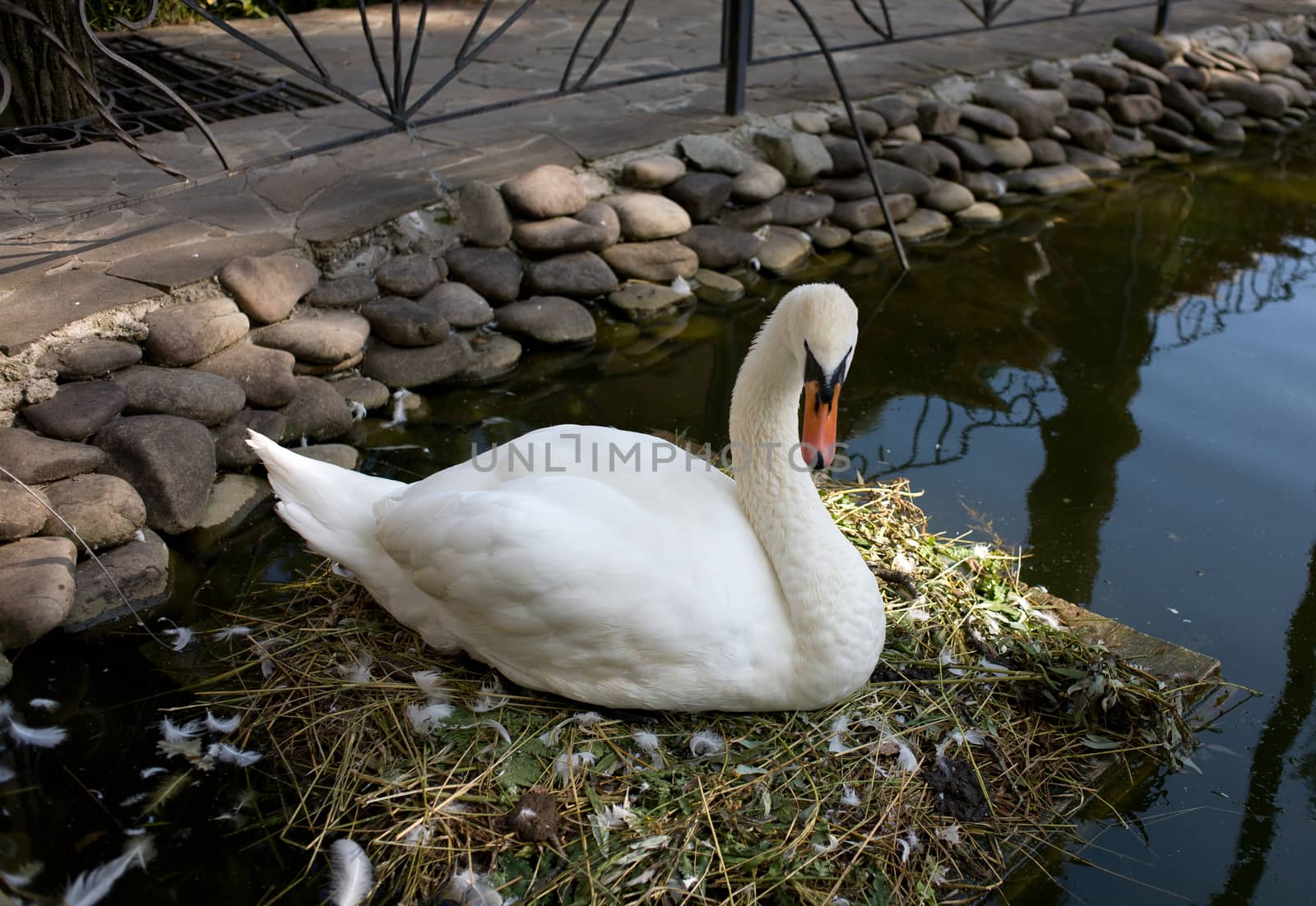 White swan close up in an artificial reservoir sits on a wooden platform
