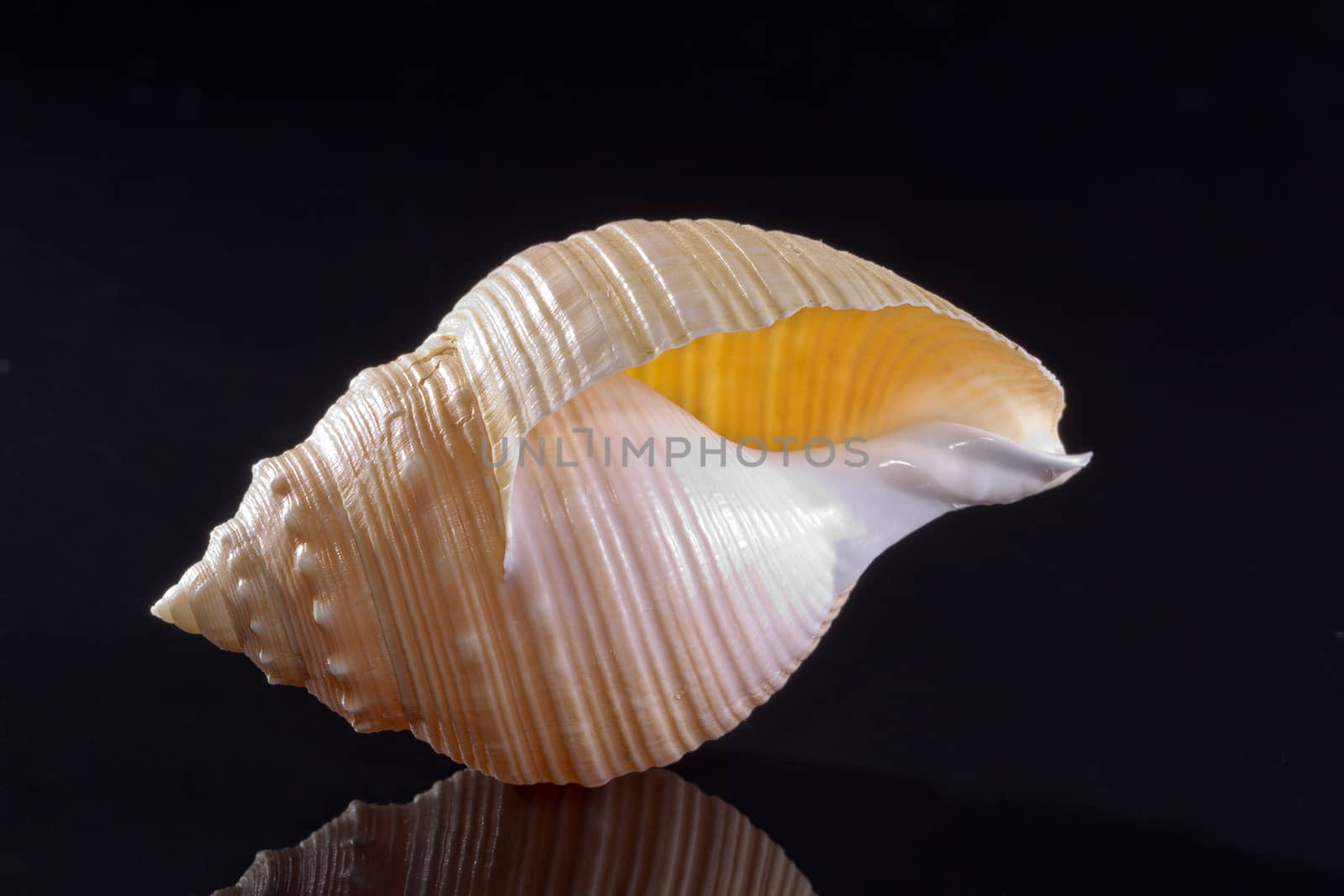 single seashell isolated on black background by mychadre77