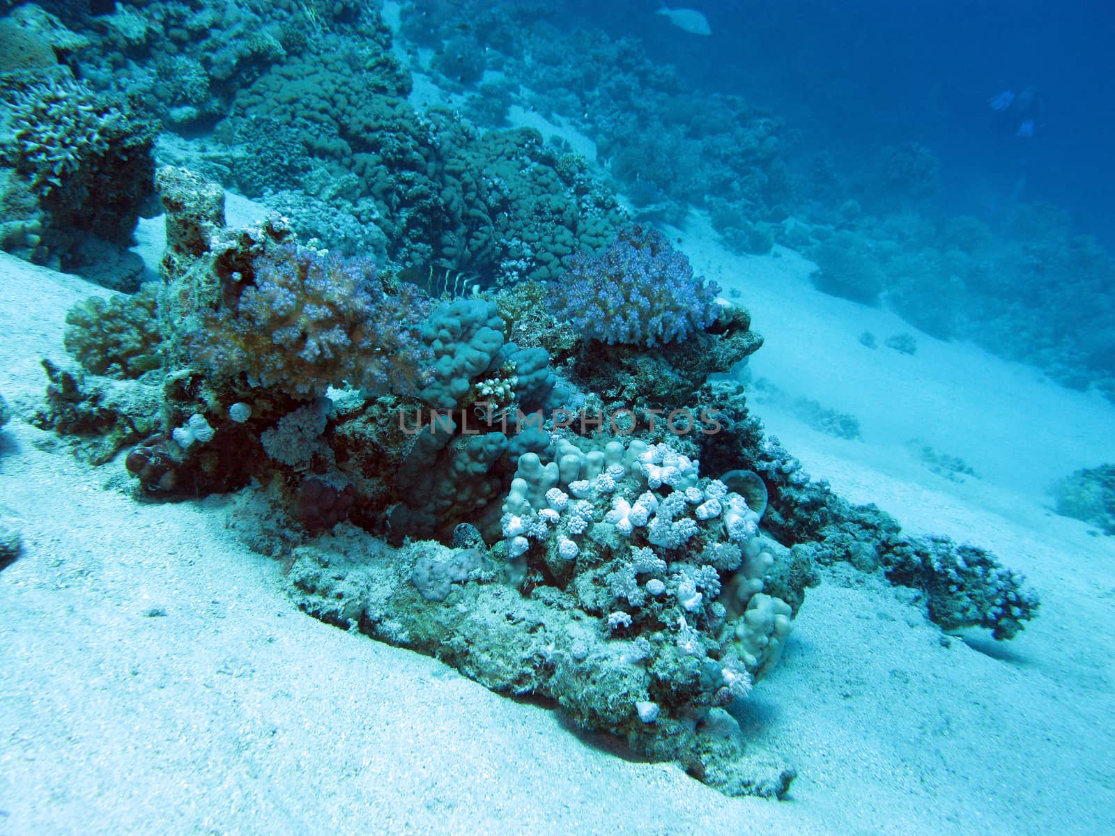 coral reef at great depth in tropical sea on blue water background 