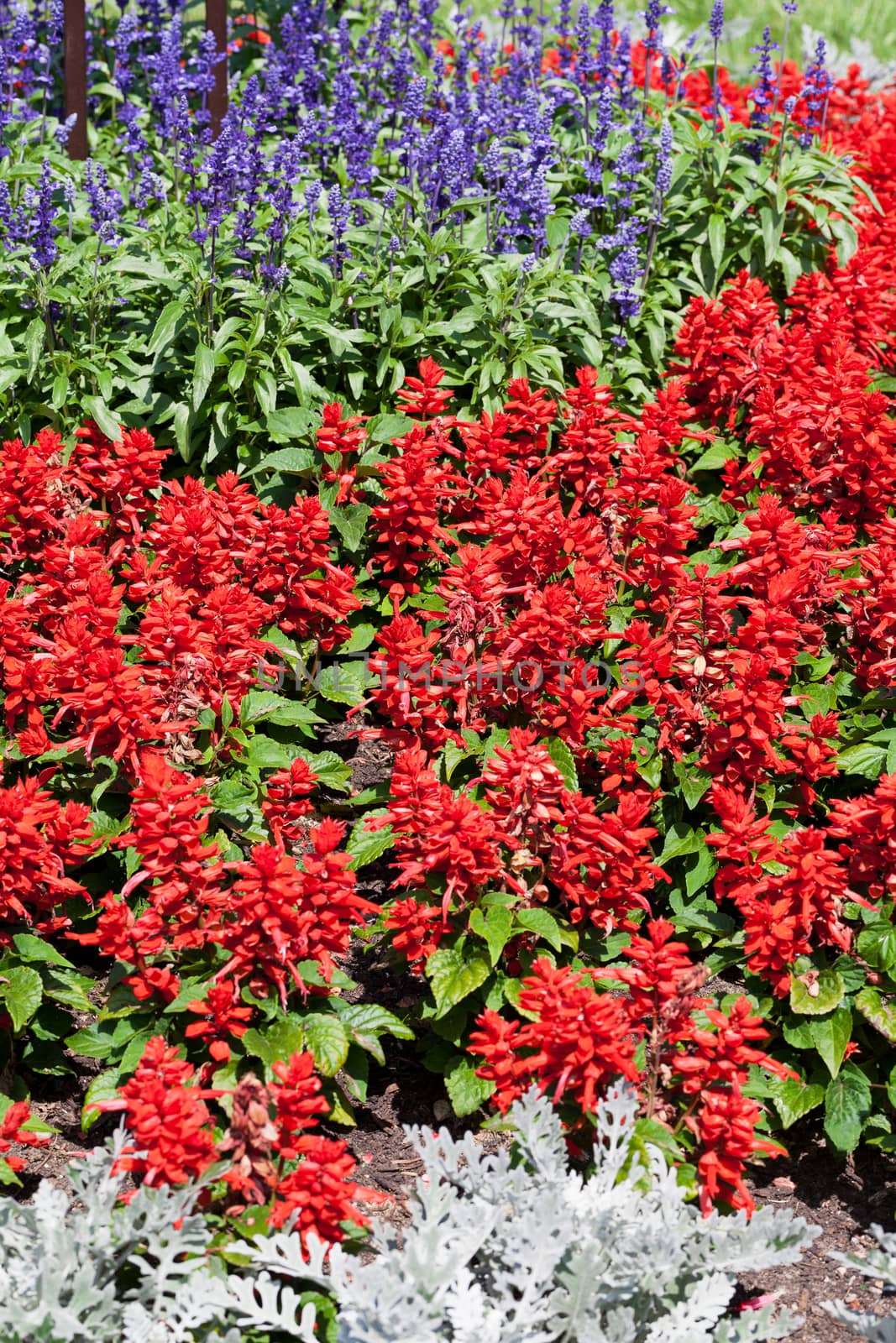 colorful  blooming flowers in garden in summer