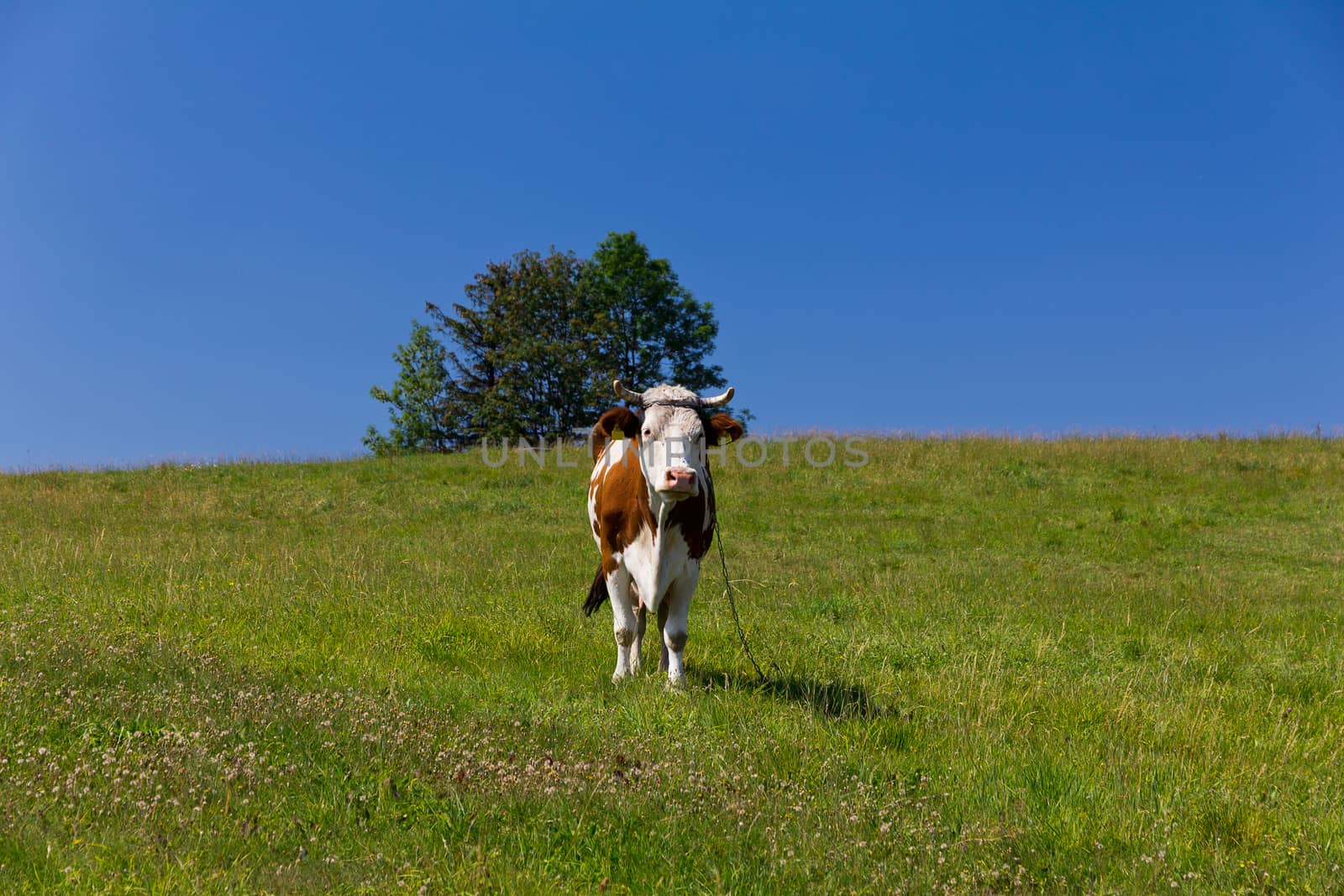 single cow standing on green meadow on blue sky background