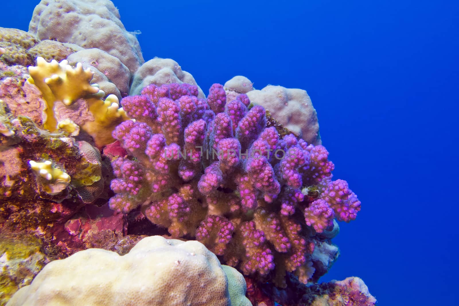 coral reef with pink pocillopora coral at the bottom of tropical sea