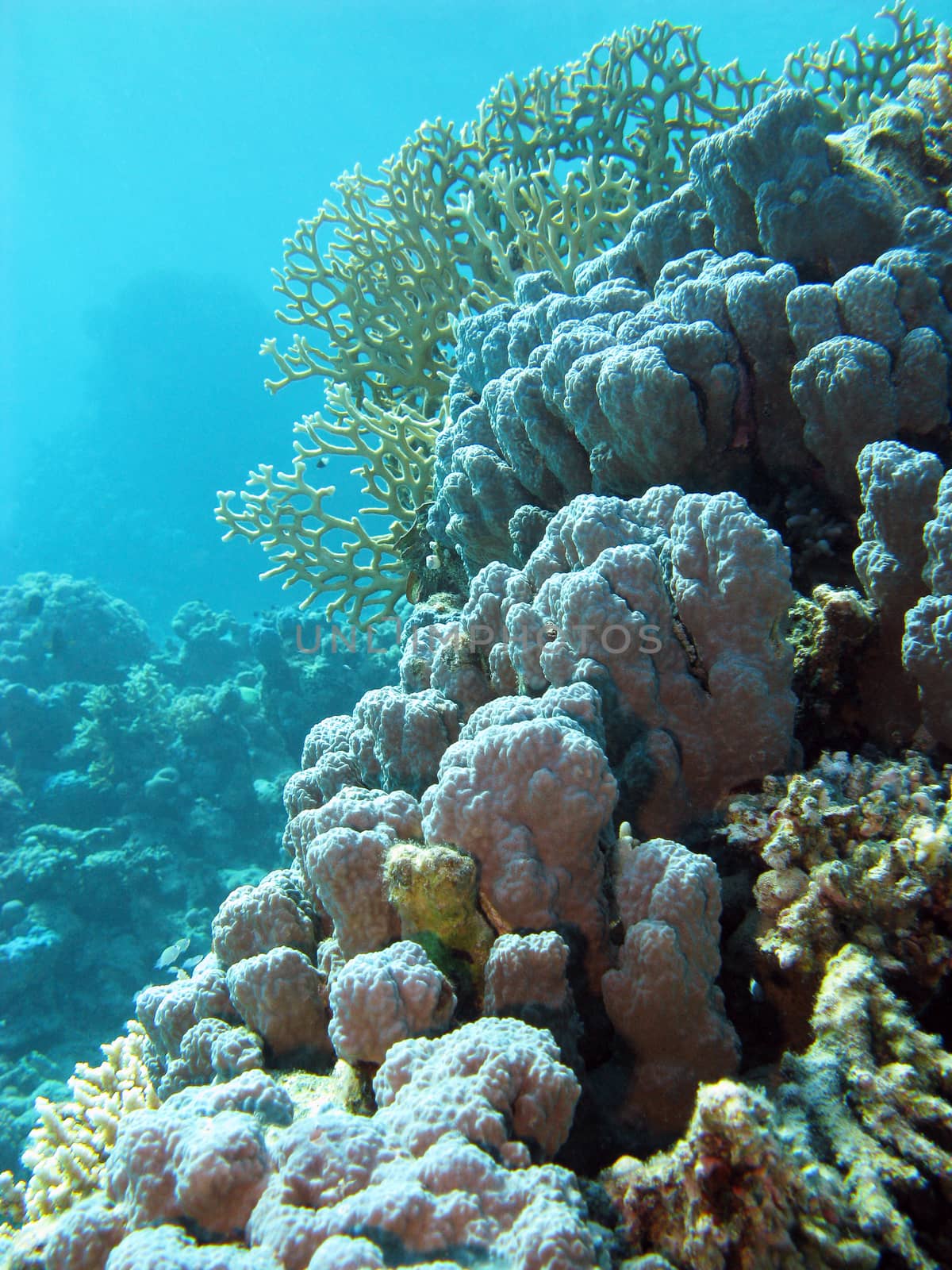 coral reef withe hard corals at the bottom of tropical sea on blue water background