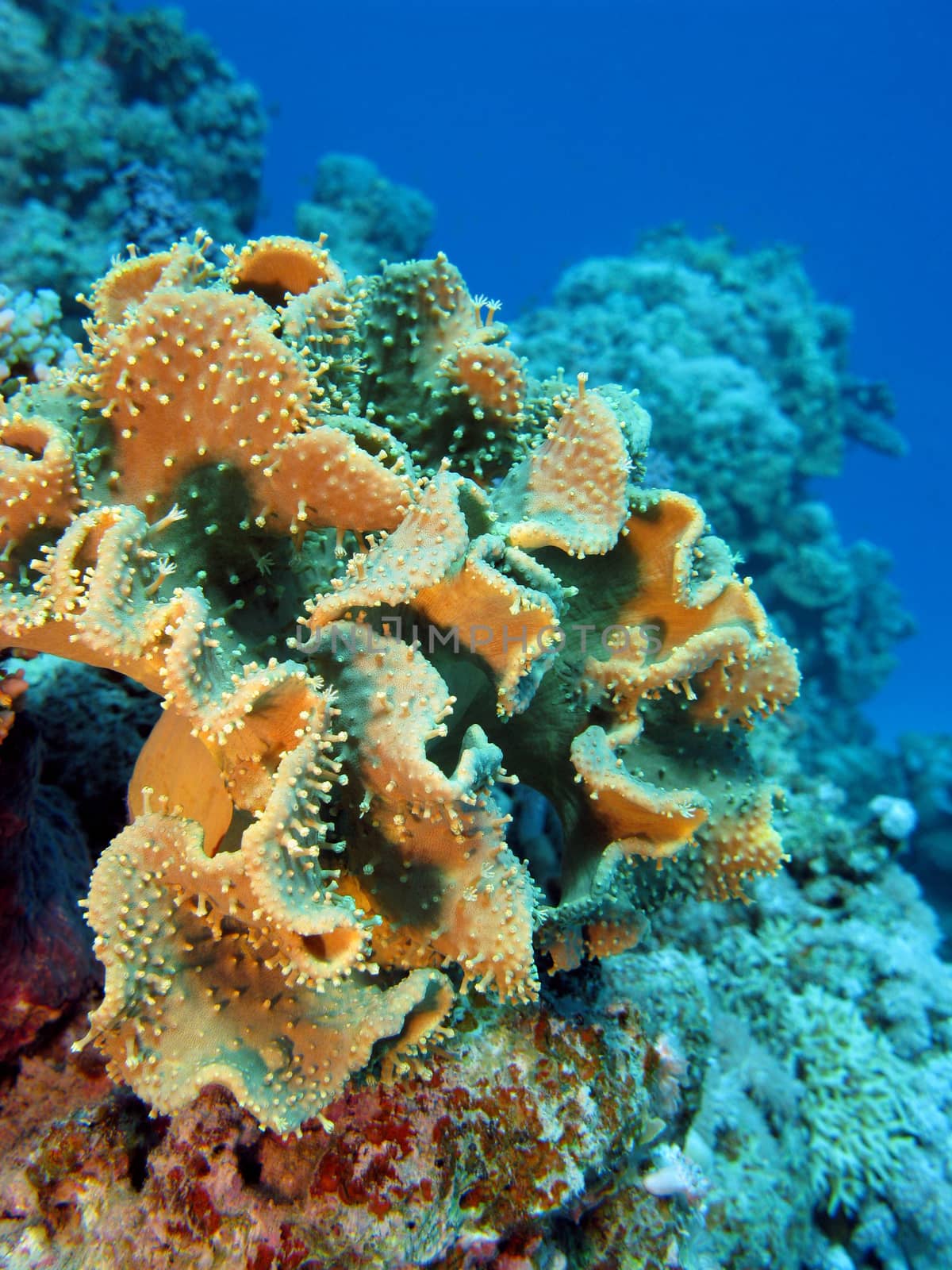 coral reef with great soft coral sarcophyton at the bottom of tropical  sea on blue water background