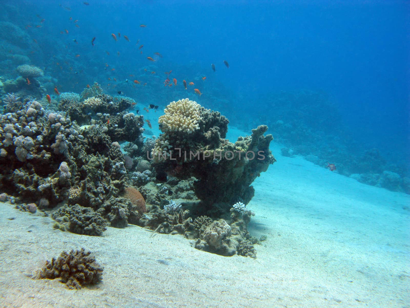  coral reef at the bottom of tropical sea on blue water background