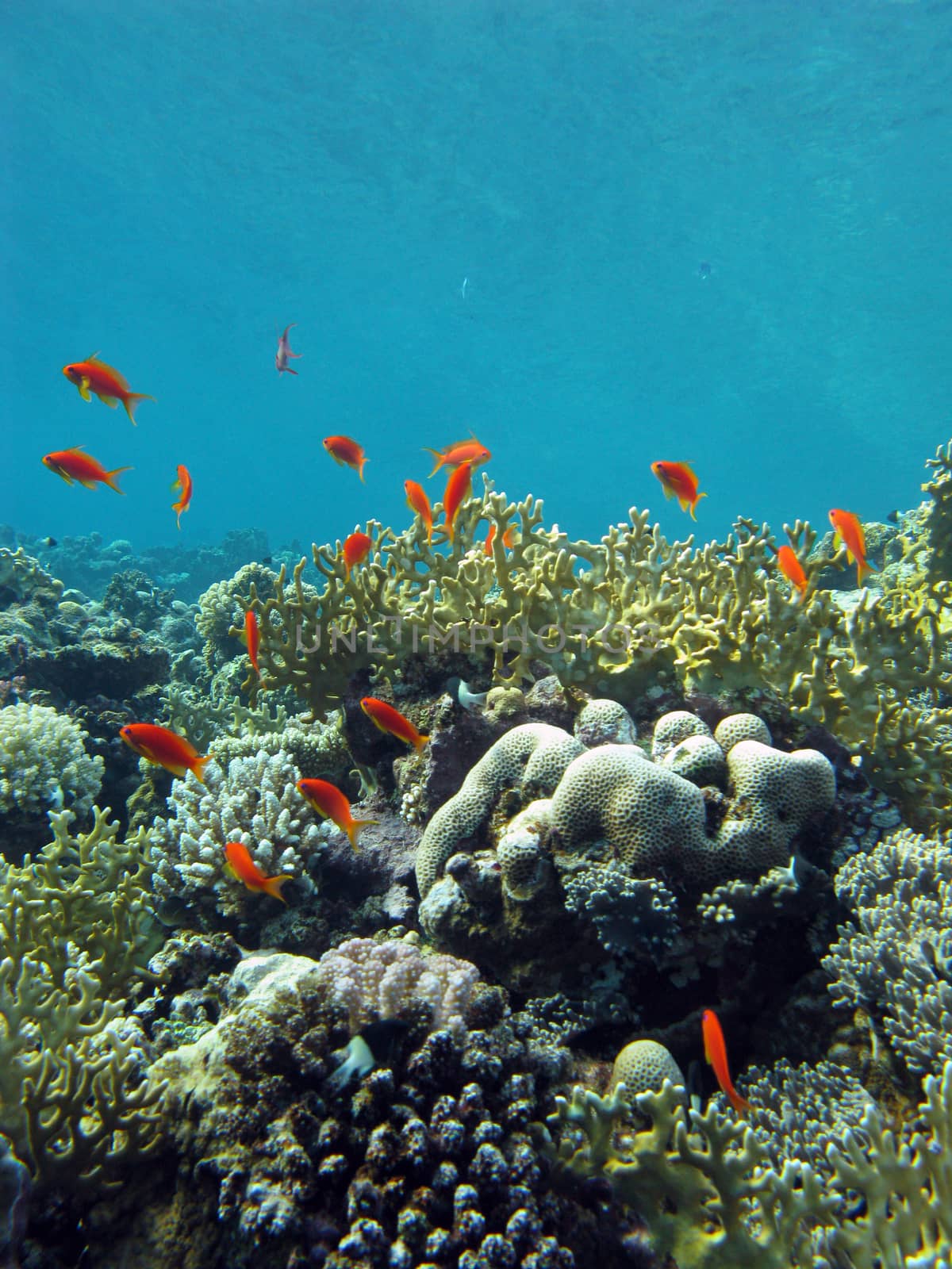 coral reef with fire corals and exotic fishes anthias at the bottom of tropical sea on blue water background