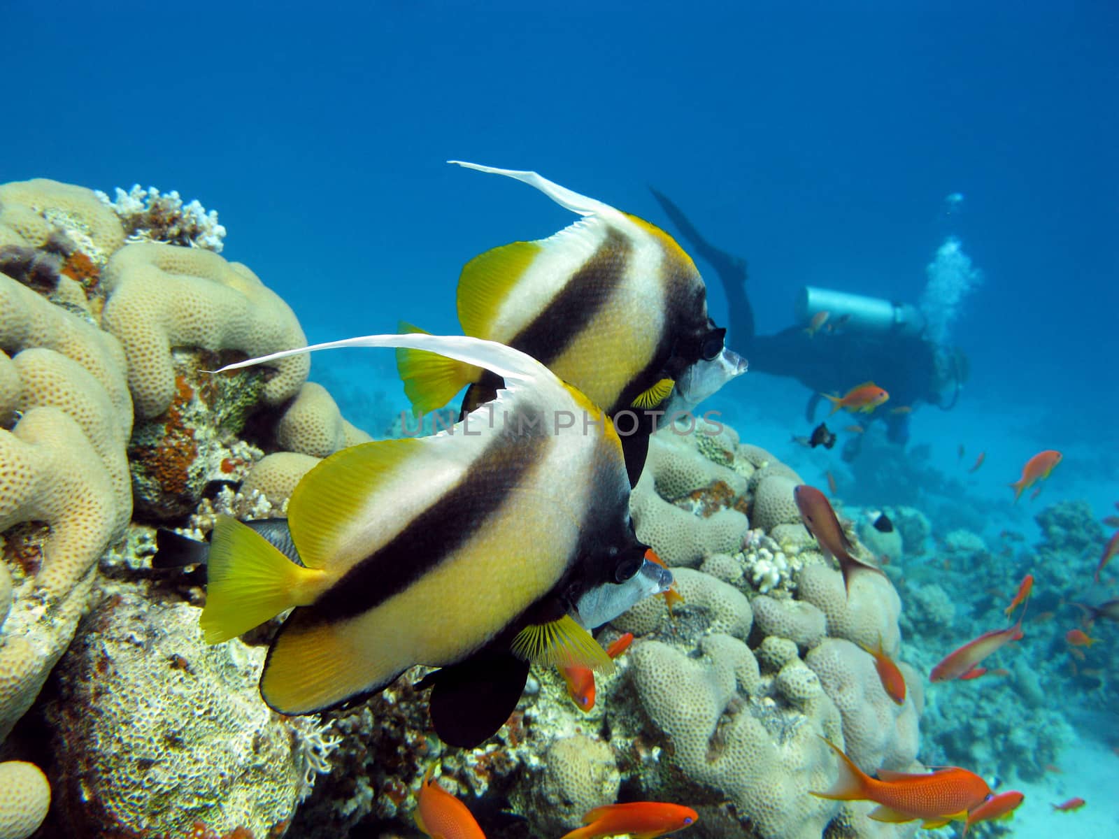 coral reef with  butterflyfishes and diver at the bottom of tropical sea