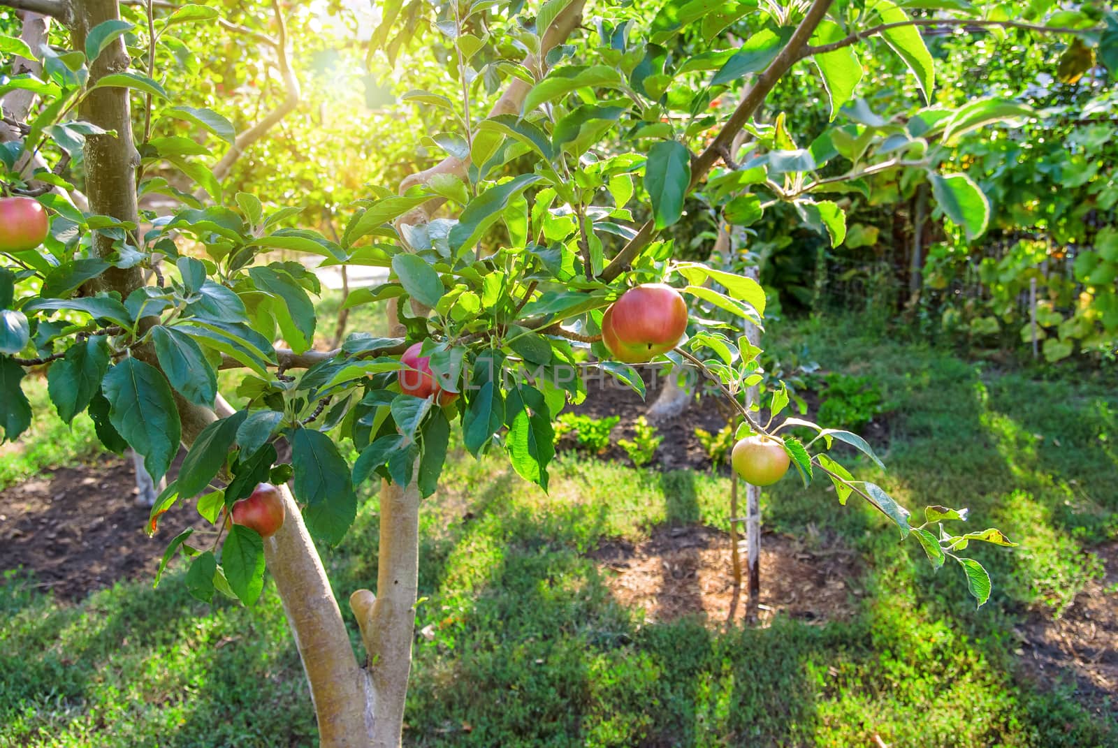 Red apples on apple tree branch, bright rays of the sun