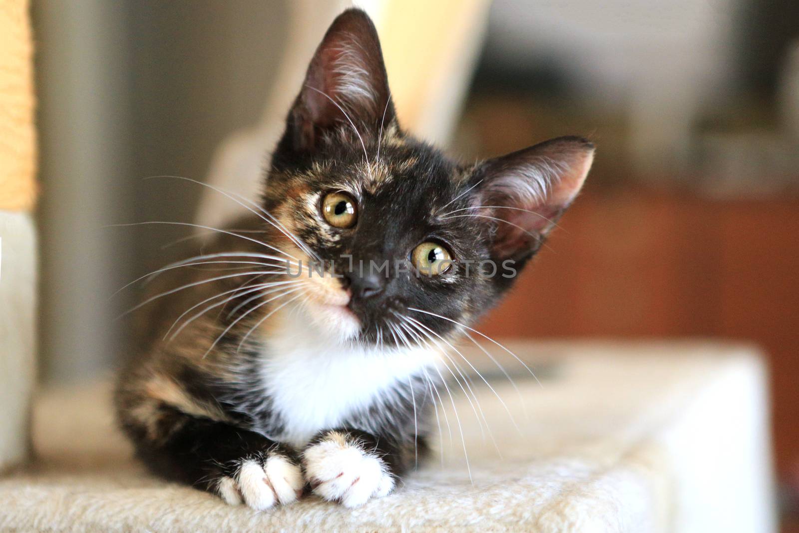 Baby Cat Sitting on Play Tower in Natural Light by tobkatrina