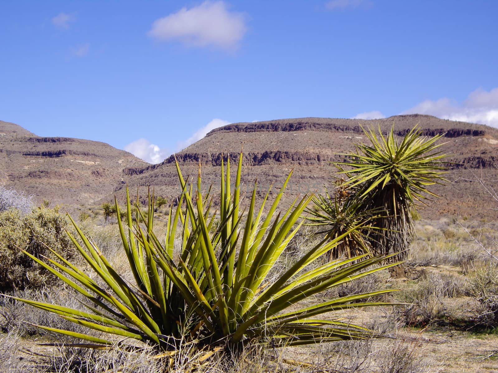 Desert Flora by emattil