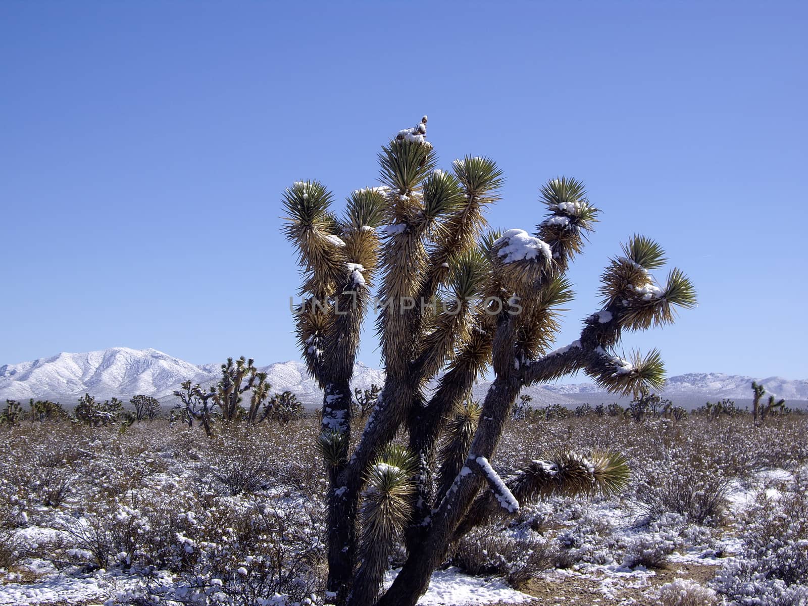 Snow covered Yucca in Mojave Desert Nevada