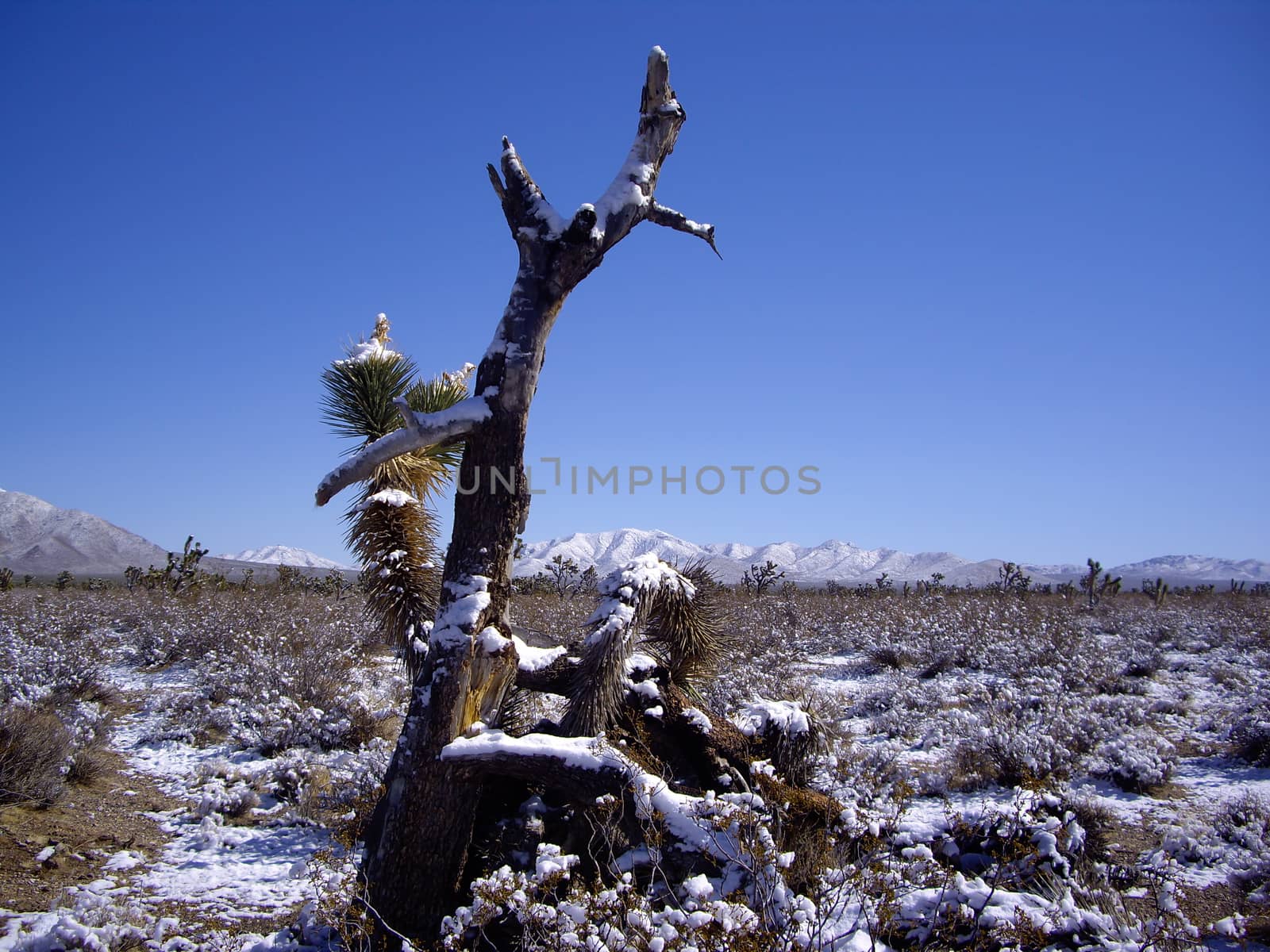 Mojave Desert In snow by emattil