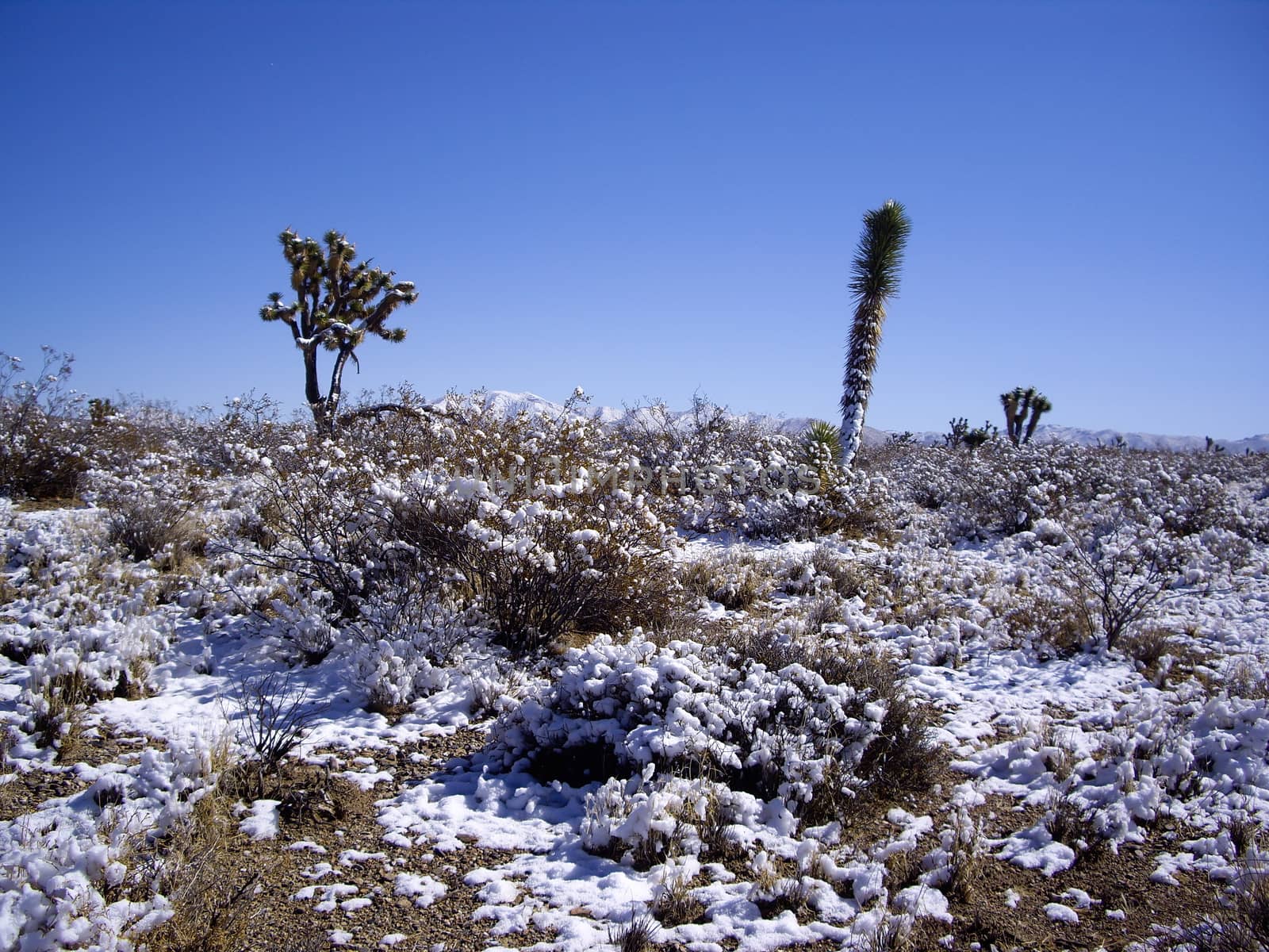 Winter in the desert by emattil
