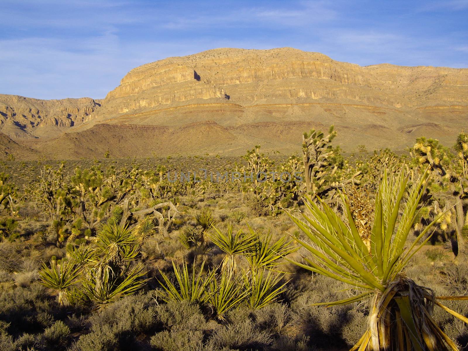 Cacti in Arizona desert