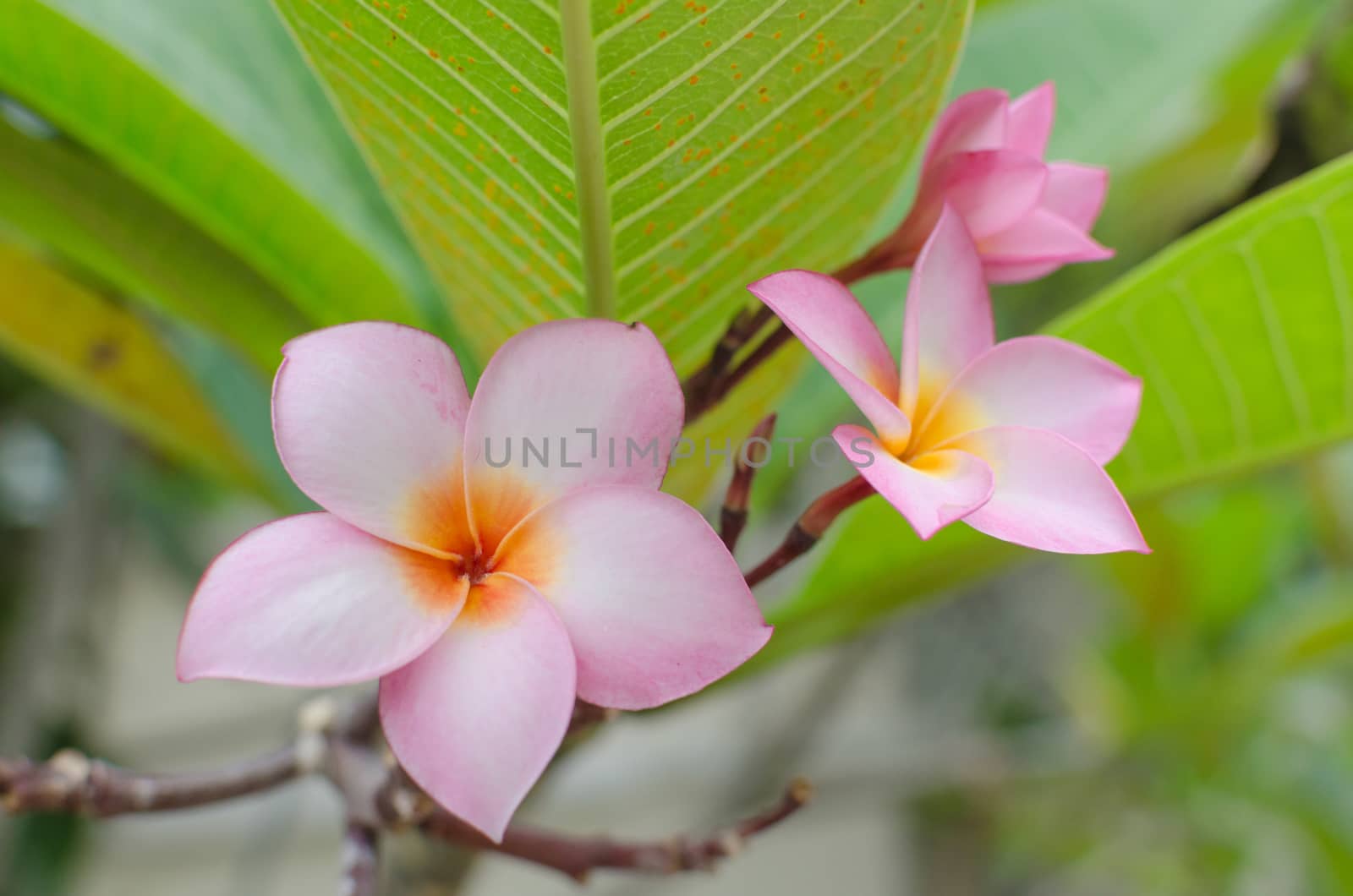 Plumeria beautiful pink inflorescence by nopparats