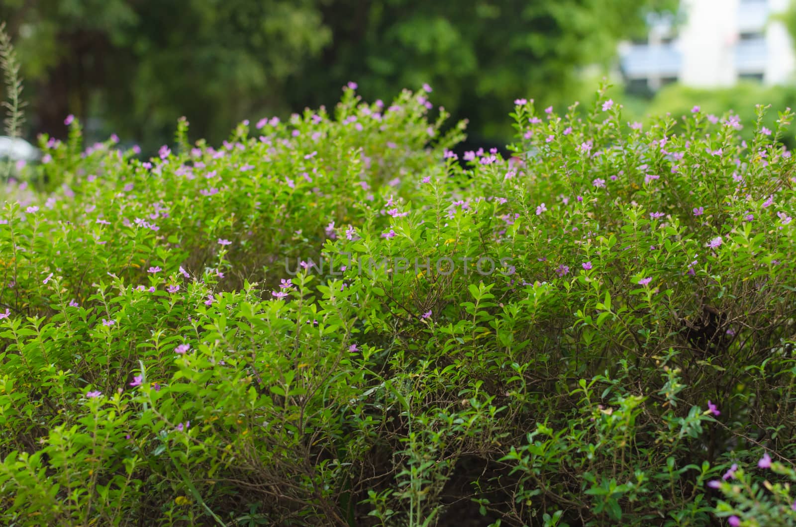 Little flower wall natural green background by nopparats