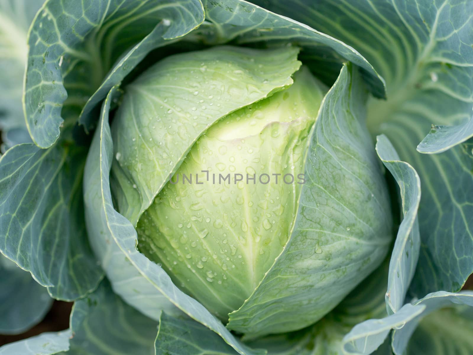 Cabbage growing at a farm field