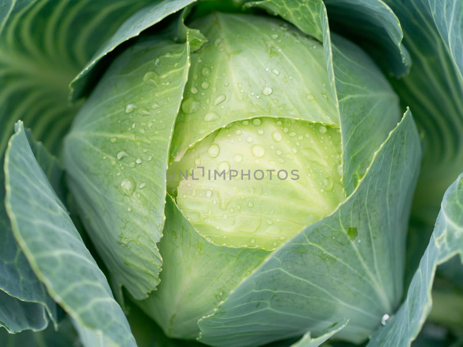 Cabbage by Alex_L
