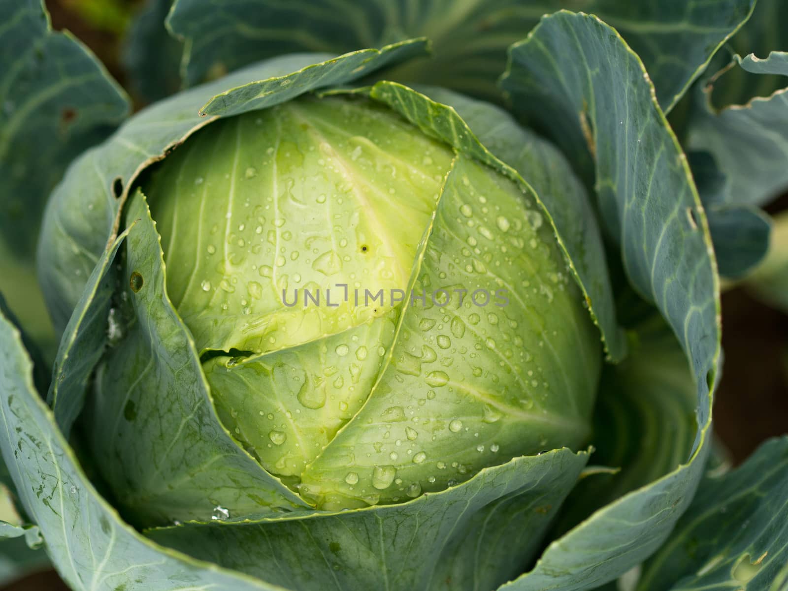 Cabbage by Alex_L