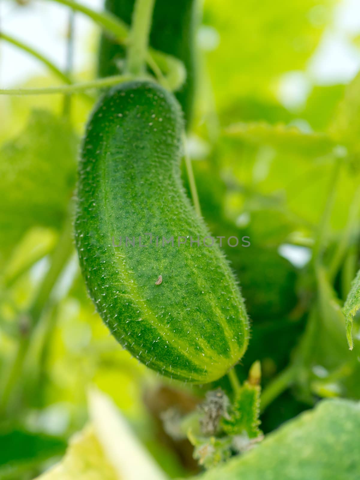 Cucumber by Alex_L
