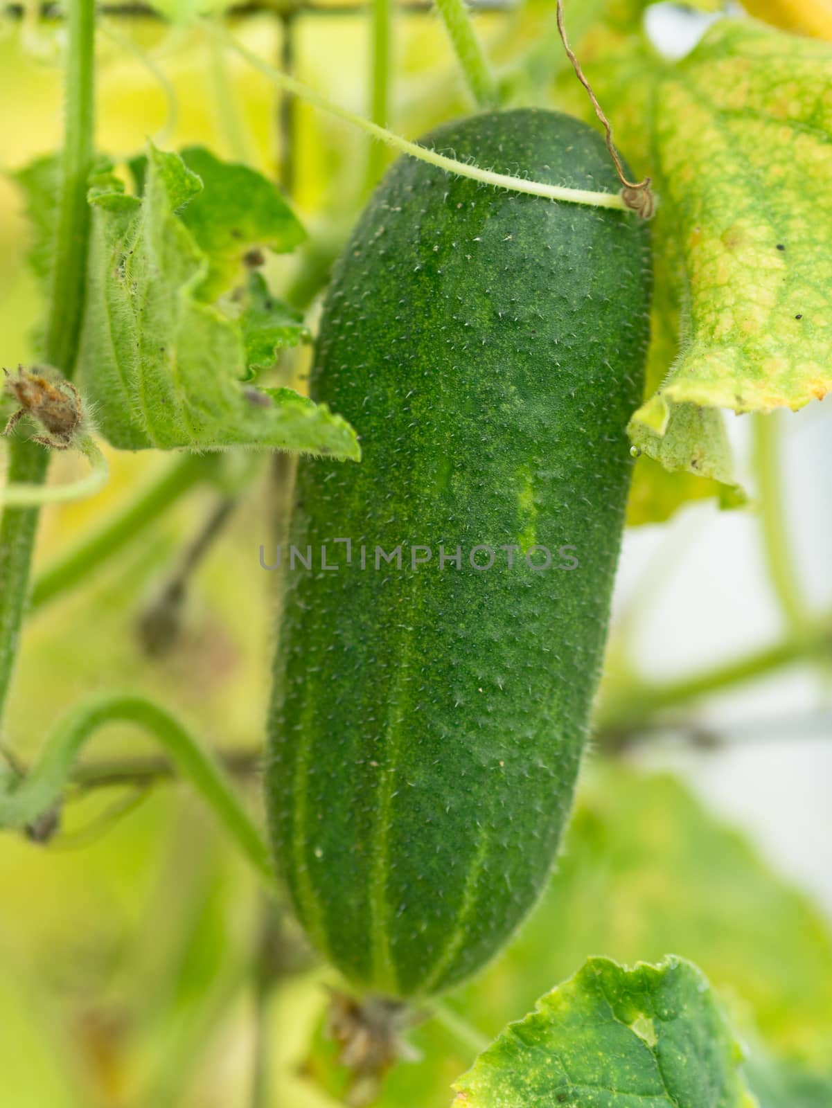 Cucumber growing iin a greenhouse