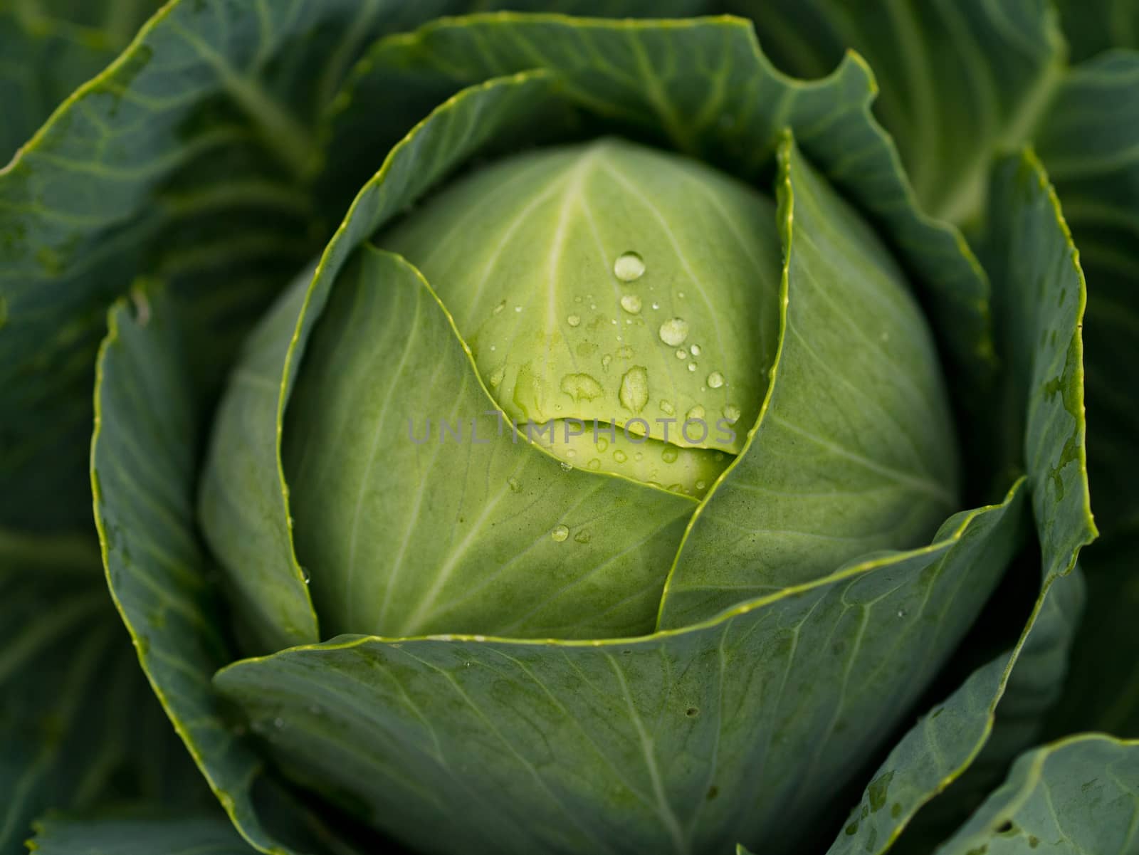 Cabbage growing at a farm field