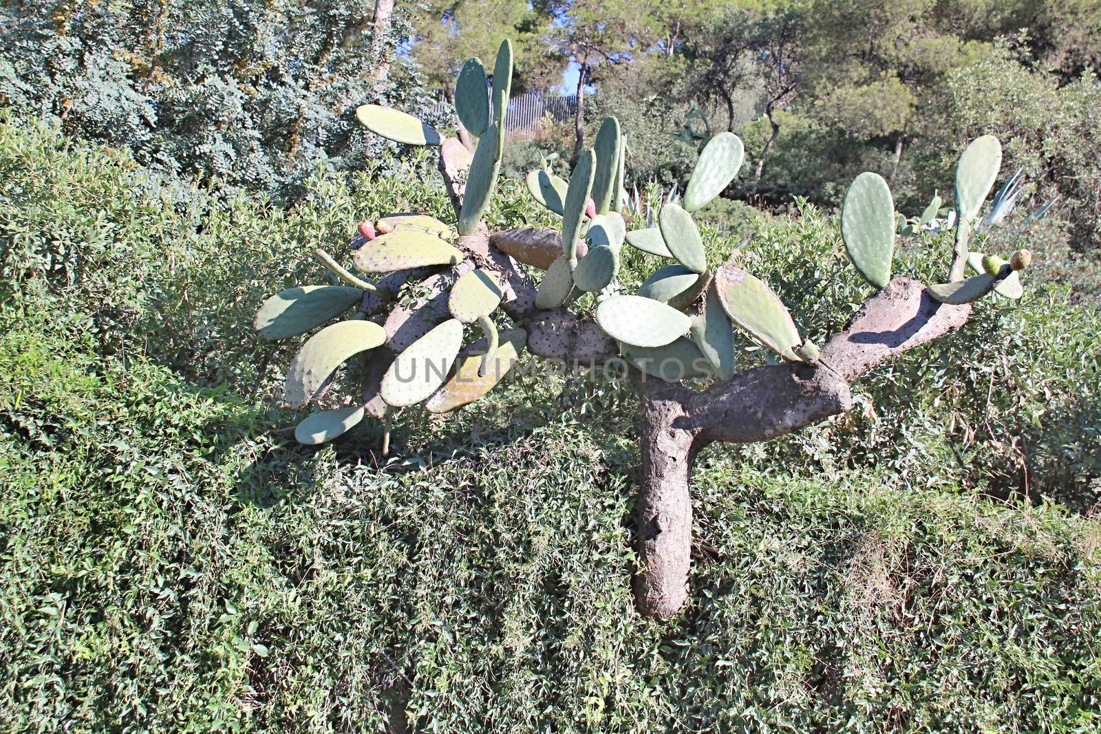 Photo of Beautiful Cactus in the Garden made in the late Summer time in Spain, 2013