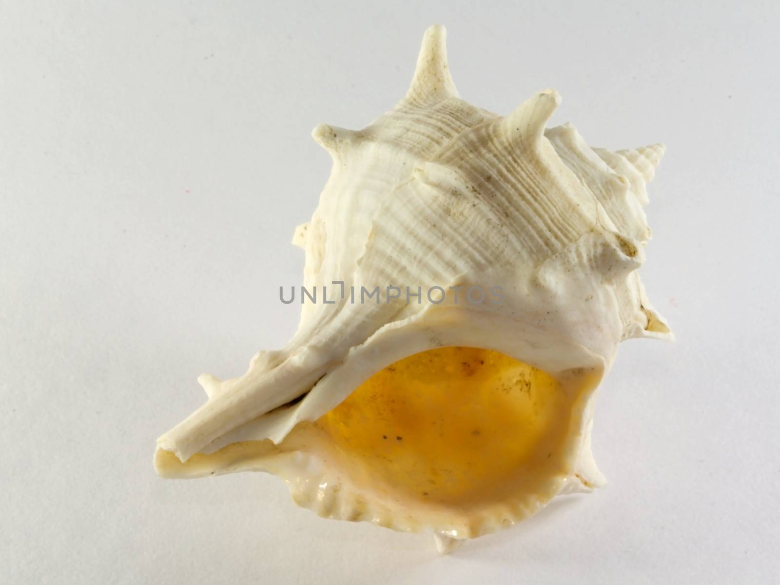 Photo presents details of white sea shell on the white background.