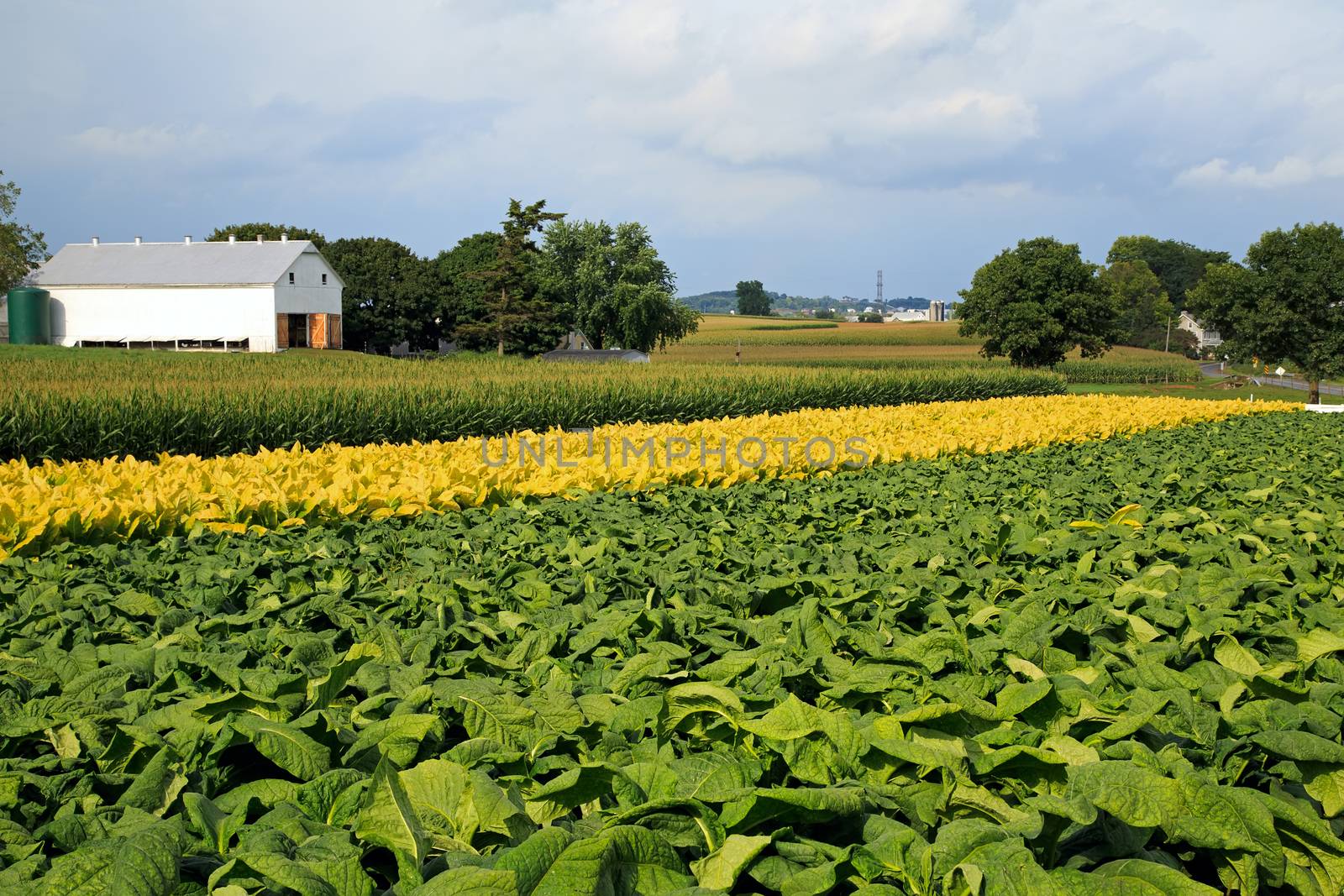 Green tobacco,yellow tobacco and corn ready for harvest on a Lancaster County, Pennsylvania farm.