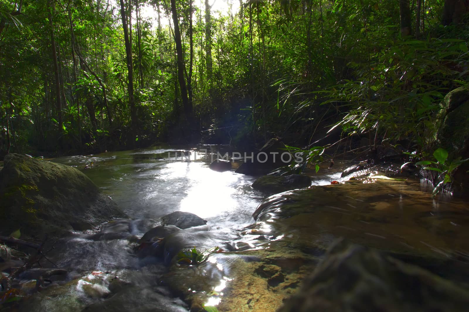 Stream View Through the Trees. Krabi Province Thailand