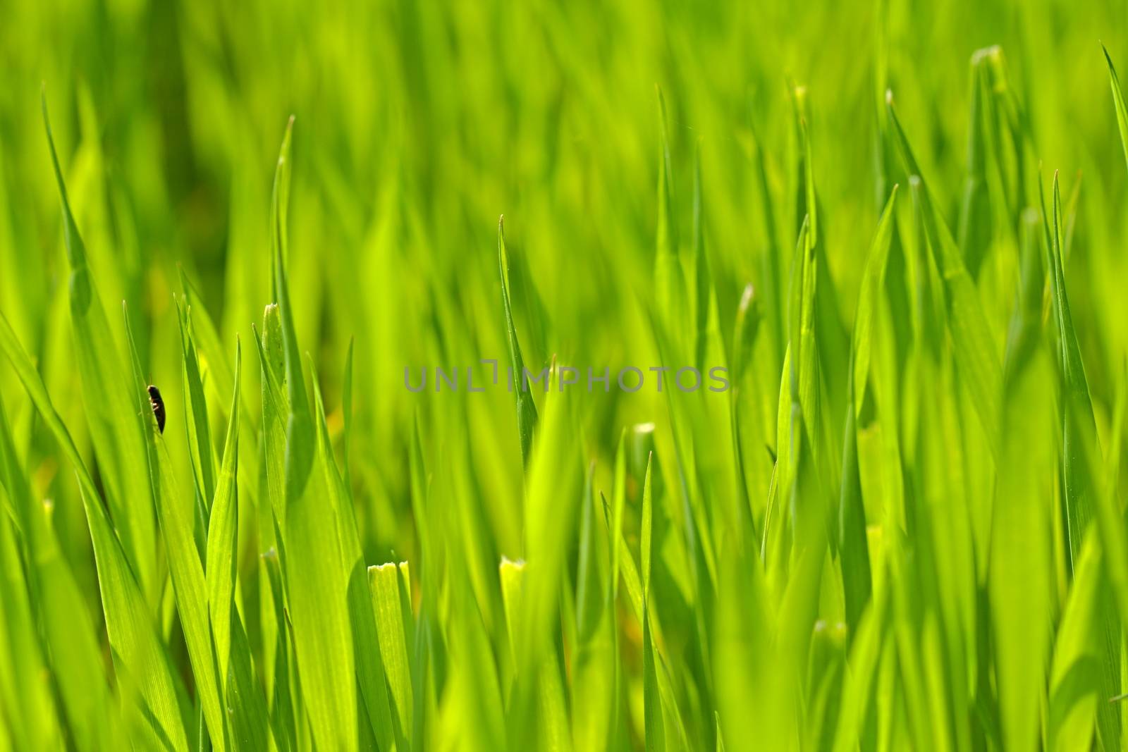Green grass by Dermot68