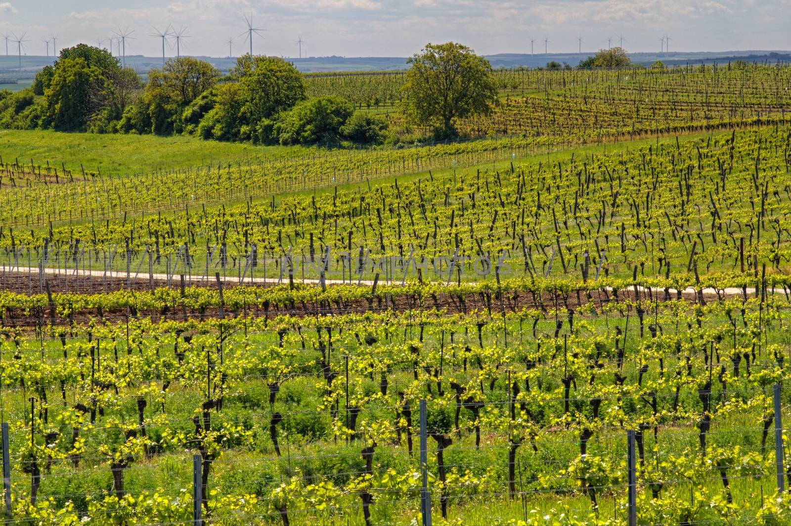 Photo shows genearl view of green vineyards.