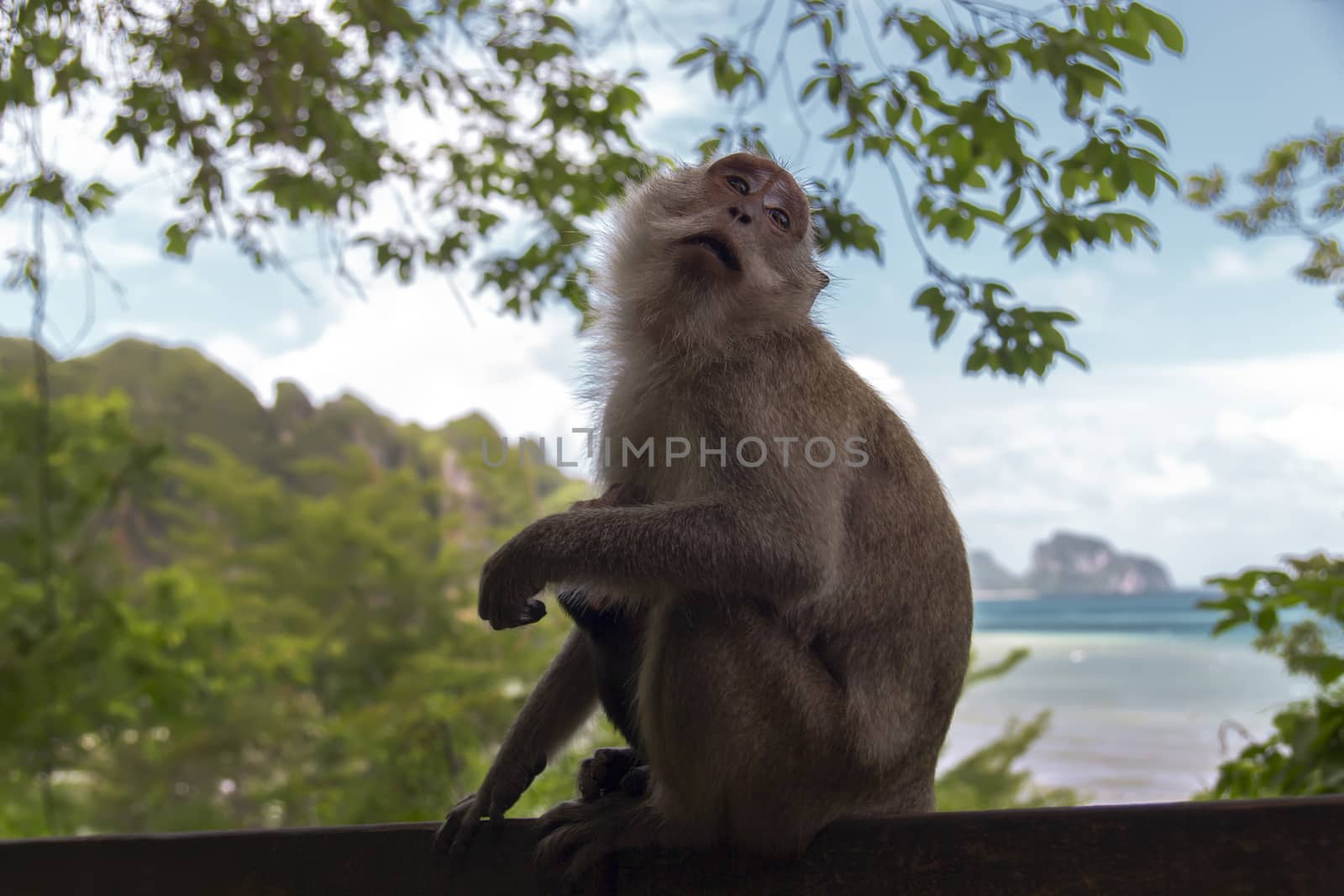Macaque with Baby. Genus Macaca of Old World Monkeys. Krabi Province