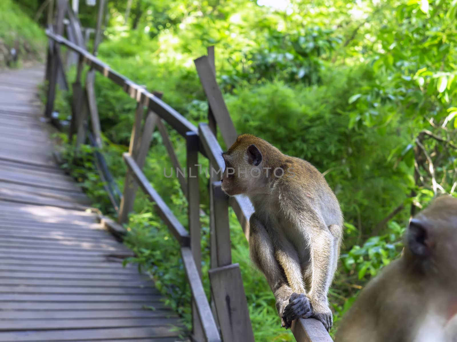 Macaques Profile. Genus Macaca of Old World Monkeys. Krabi Province