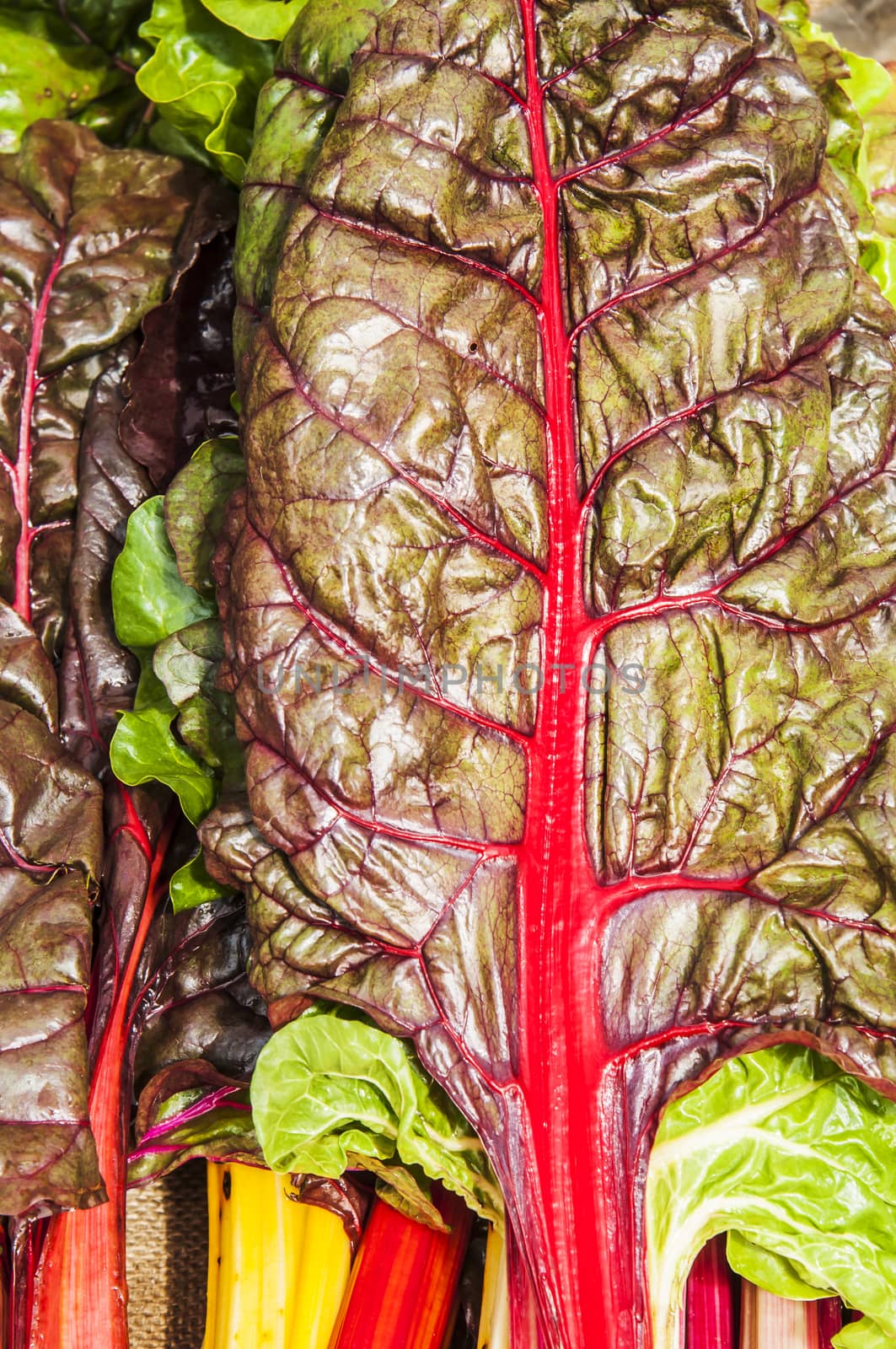 a group of rainbow chard in an american market