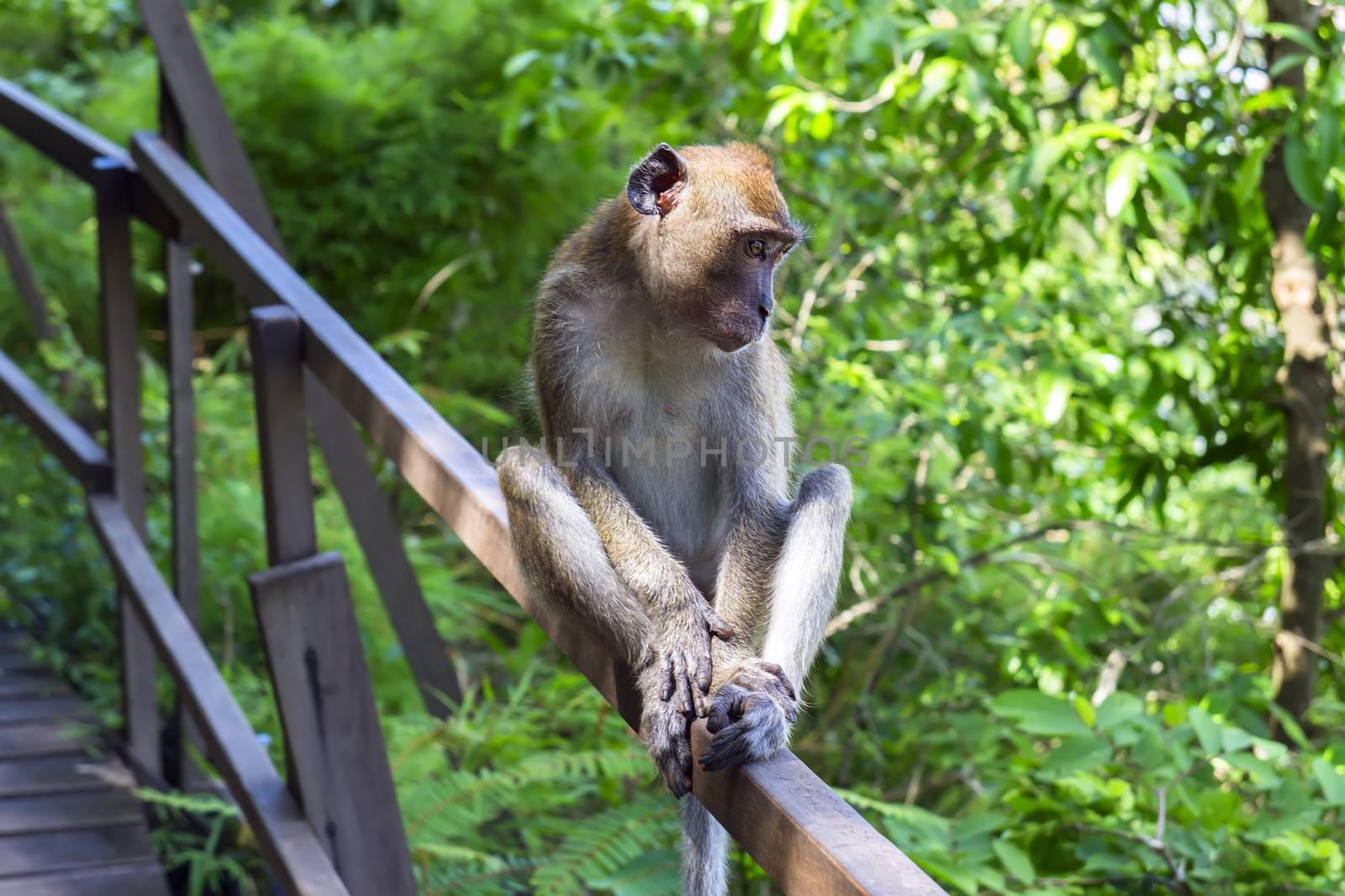 Young Macaque. Genus Macaca of Old World Monkeys. Krabi Province