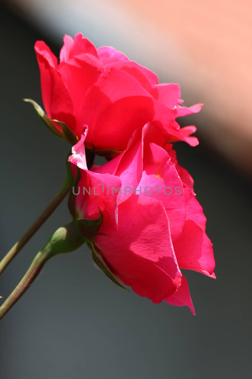 Close up of red rose in village garden