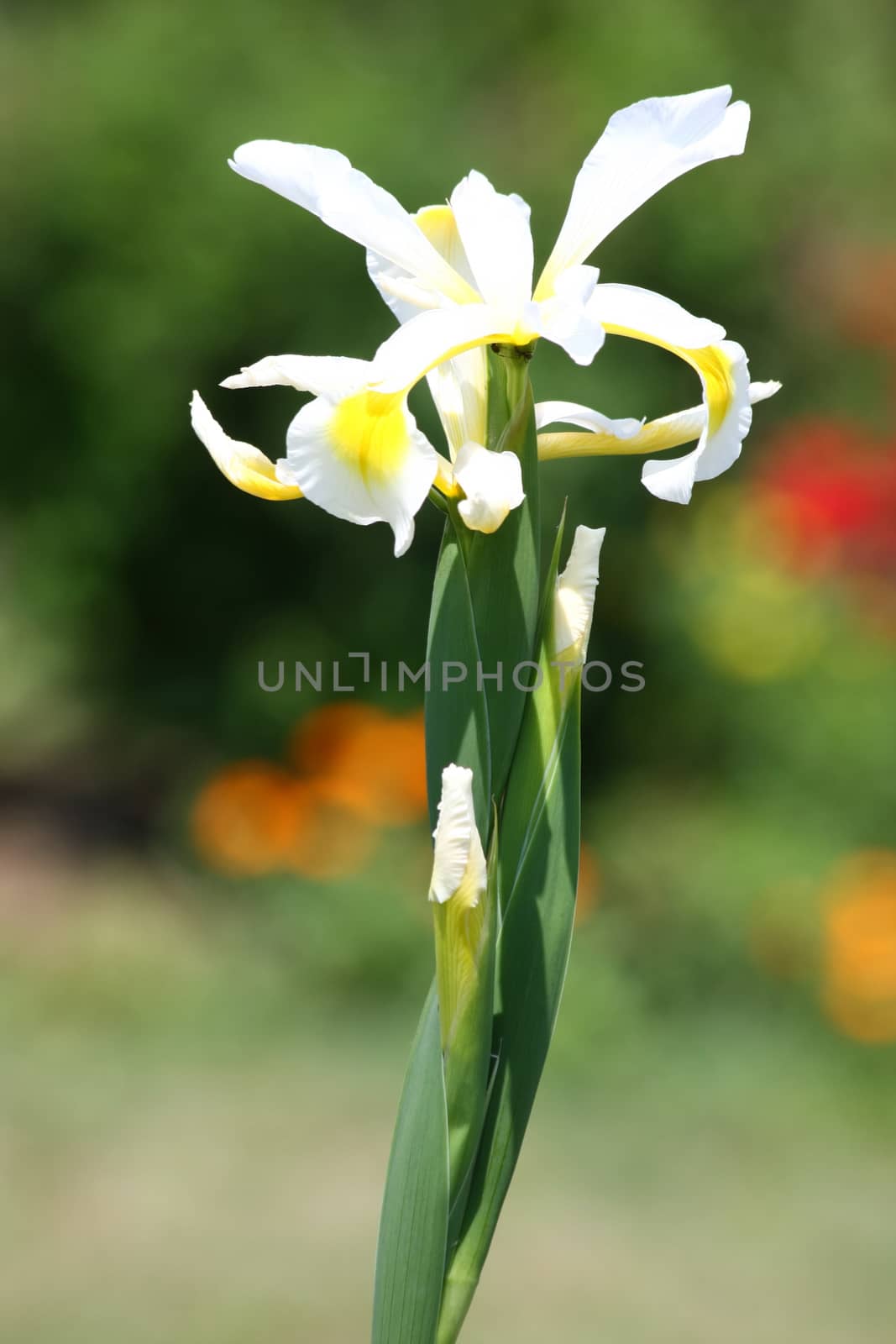Yellow Iris in village garden