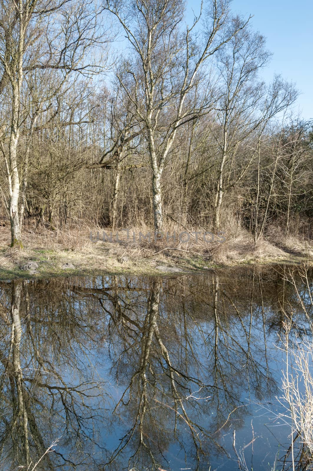 reflection of bark forest in water during summer