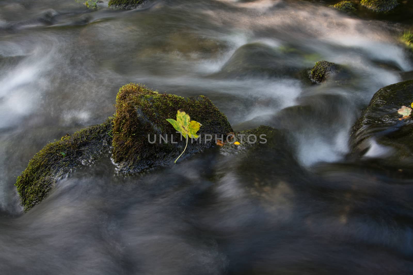 Fall leaf on moss stone over motion blur stream or river in autumn forest