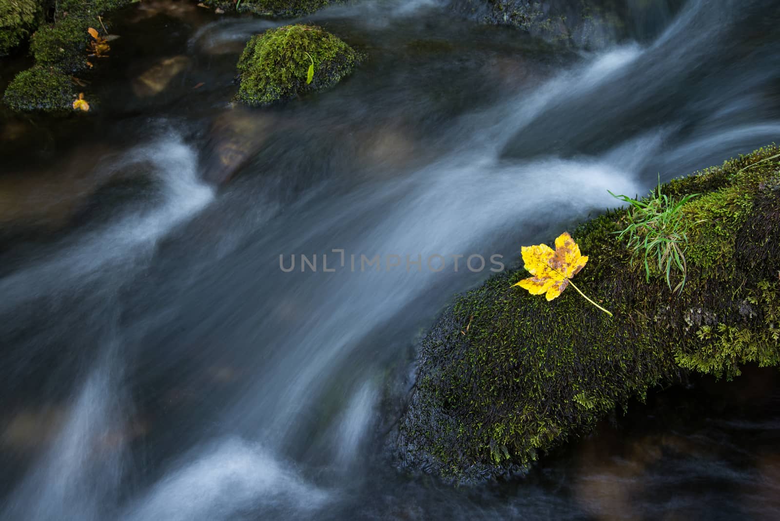 Fall leaf on moss stone over motion blur stream or river in autumn forest