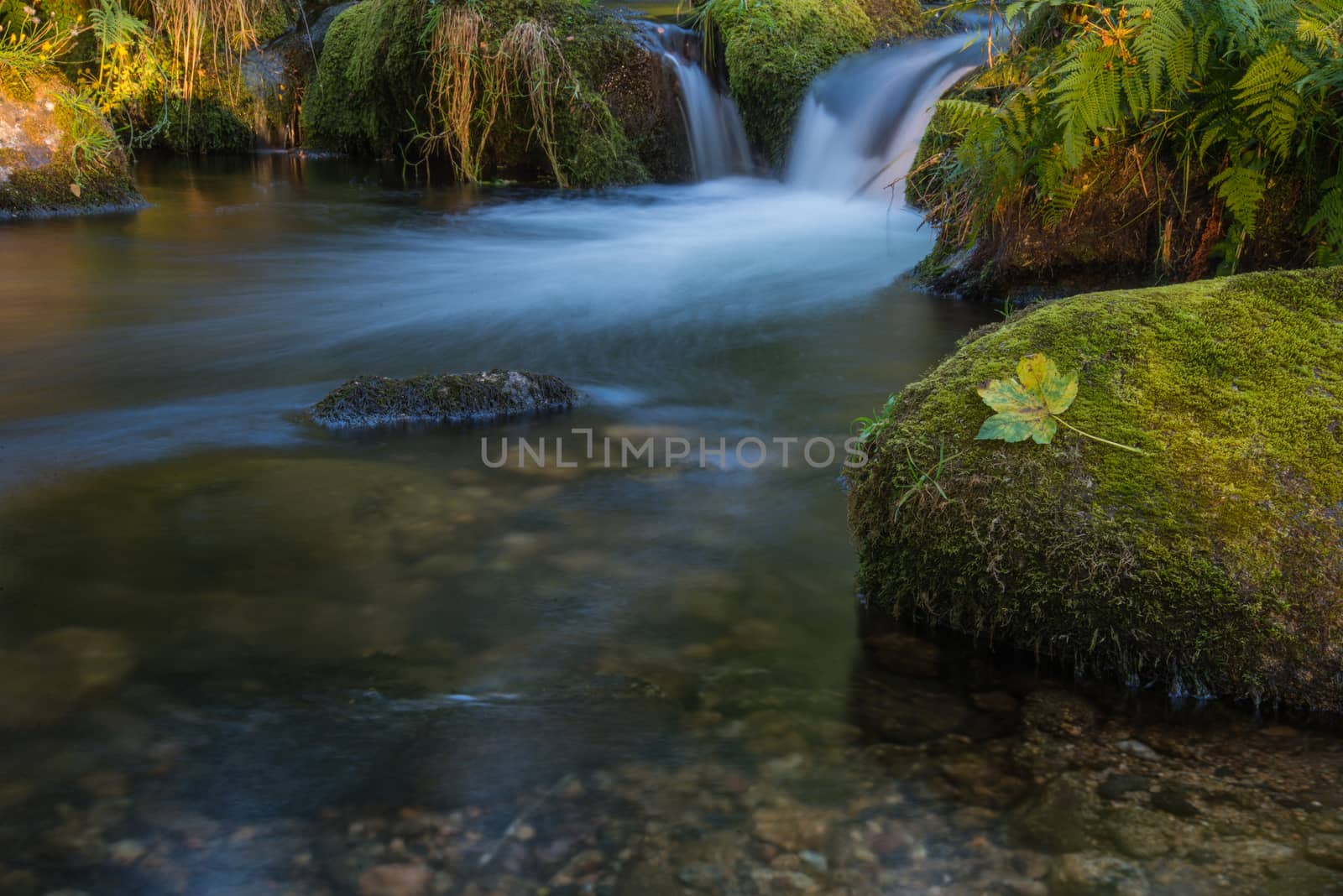 Fall leaf on moss stone over motion blur stream or river in autumn forest