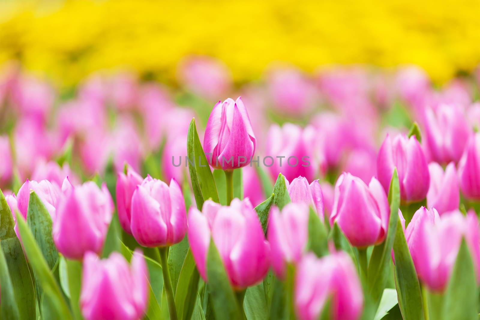 Tulip field in spring by kawing921