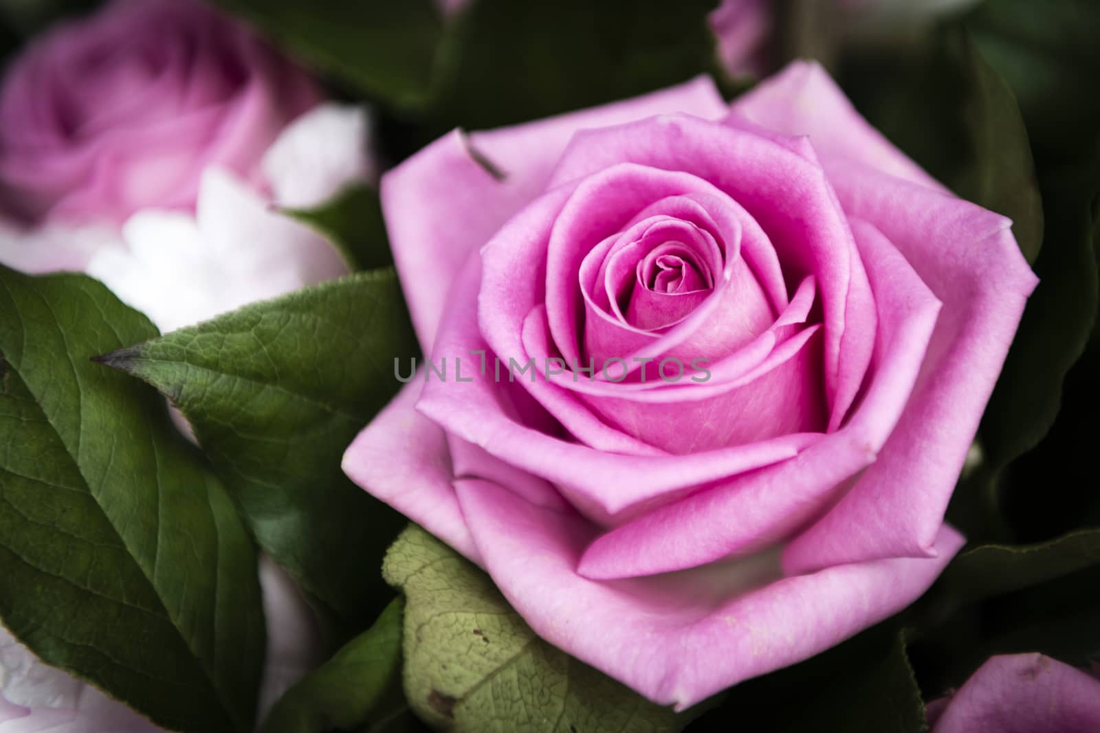 Beautiful pink Rose flower in the garden, a perfect gift for all occasions by MohanaAntonMeryl