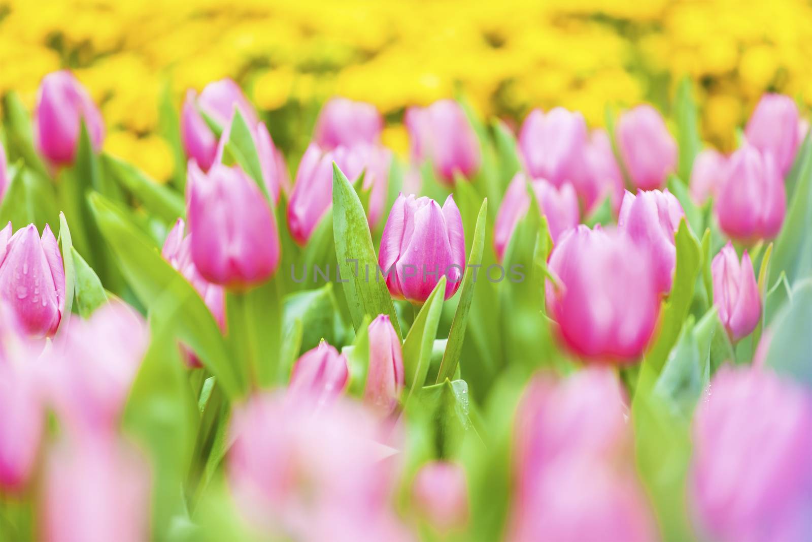 Tulip field in spring